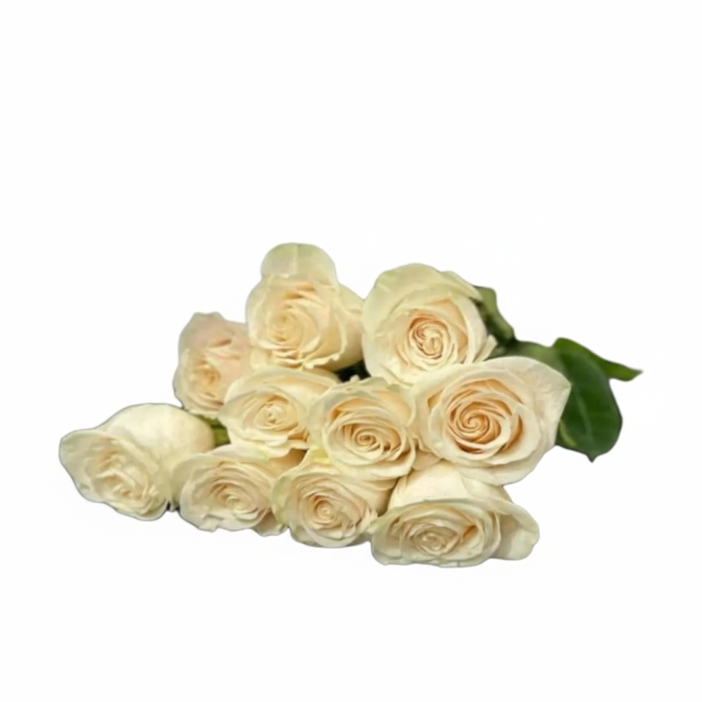 Wholesale White roses 10 Pcs