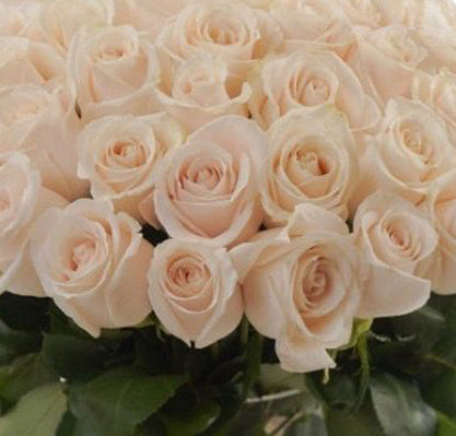 Wholesale White Roses - 25 Pcs