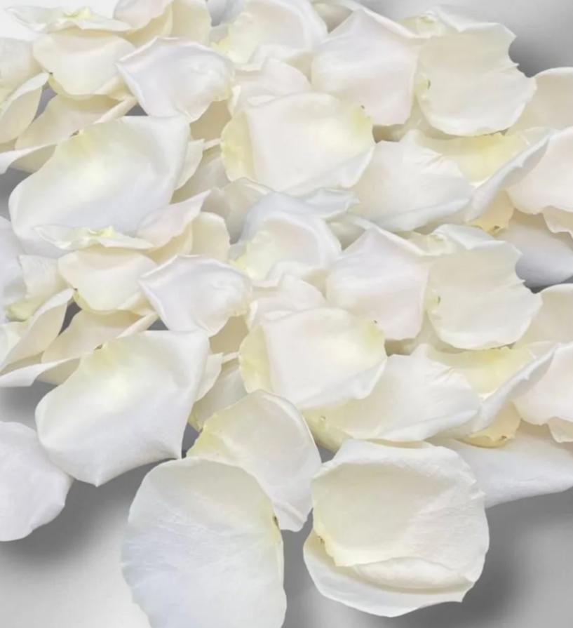 White Rose Petals